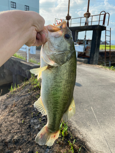 ラージマウスバスの釣果