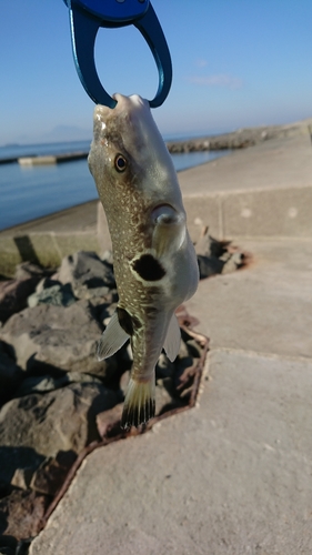 フグの釣果