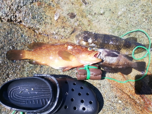 アコウの釣果