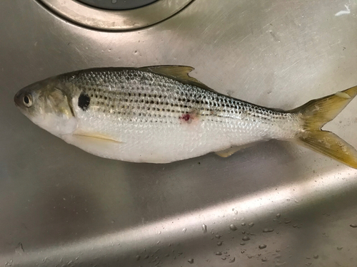 コノシロの釣果