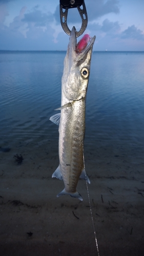 カマスの釣果