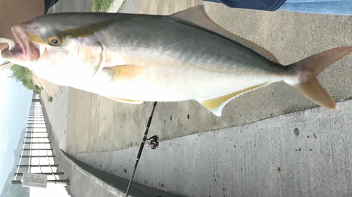 ショゴの釣果