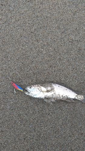 イシモチの釣果