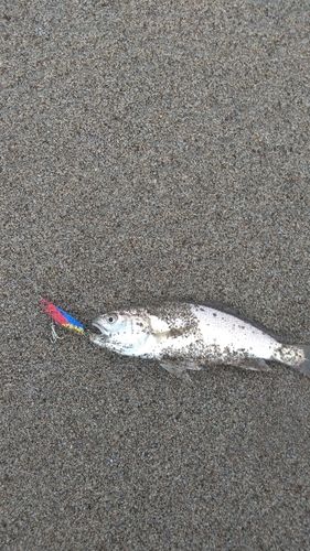 イシモチの釣果