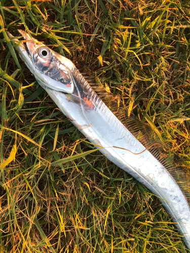 タチウオの釣果