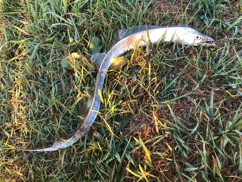 タチウオの釣果