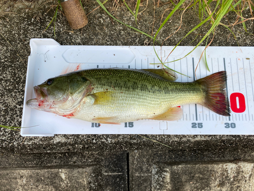 ブラックバスの釣果