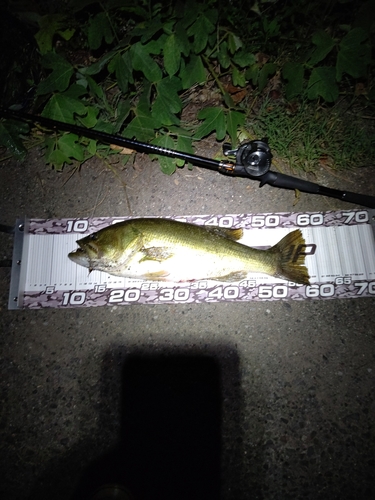 ブラックバスの釣果