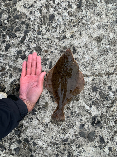 カレイの釣果