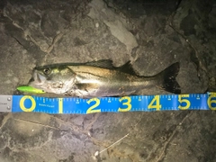 シーバスの釣果