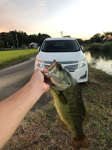 ブラックバスの釣果