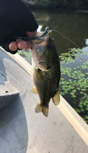 ラージマウスバスの釣果