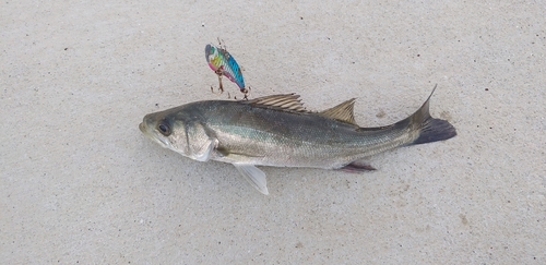 シーバスの釣果