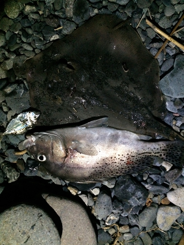 コショウダイの釣果