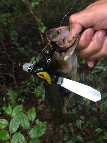 ラージマウスバスの釣果