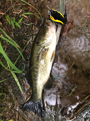 ラージマウスバスの釣果