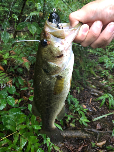 ラージマウスバスの釣果