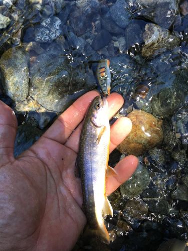 ニッコウイワナの釣果