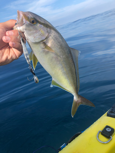 ショゴの釣果