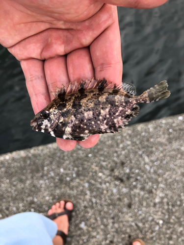 アイゴの釣果