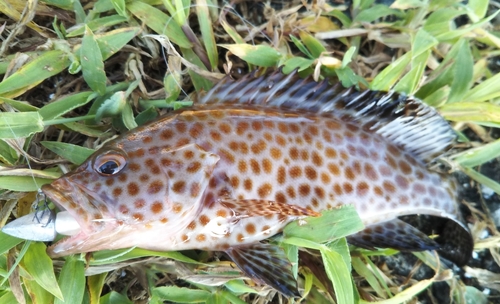 オオモンハタの釣果