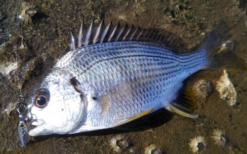 キビレの釣果