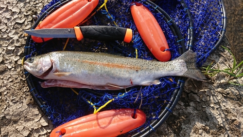 ニジマスの釣果