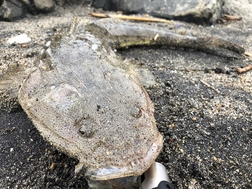 マゴチの釣果