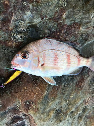 チャリコの釣果