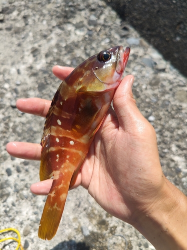 アカハタの釣果