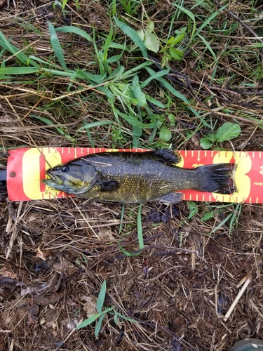 スモールマウスバスの釣果