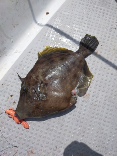 カワハギの釣果