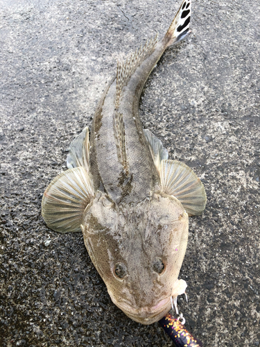 マゴチの釣果