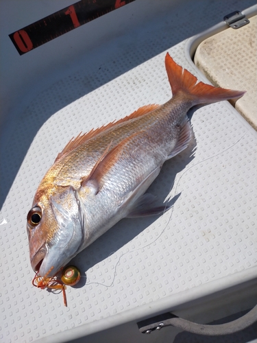 マダイの釣果