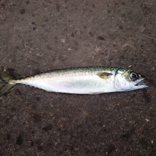 サバの釣果