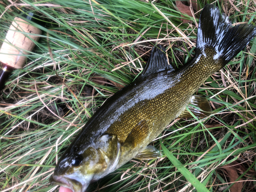 スモールマウスバスの釣果