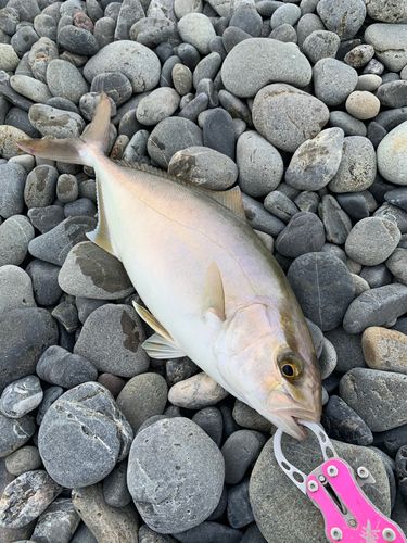 ショゴの釣果