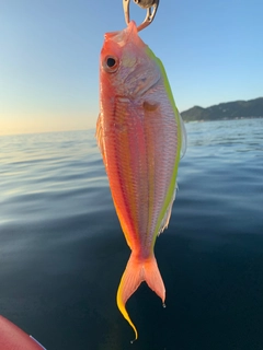 イトヨリダイの釣果