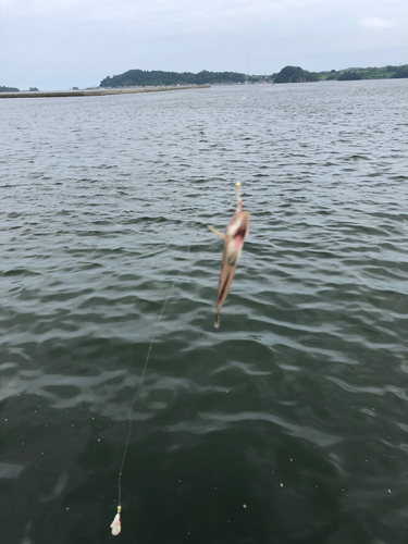 マハゼの釣果