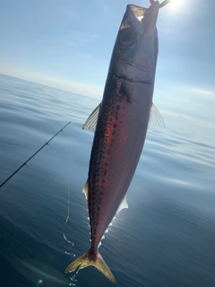 ゴマサバの釣果