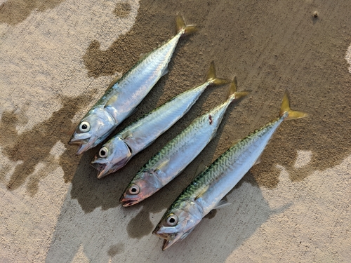 サバの釣果