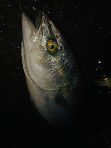 イナダの釣果