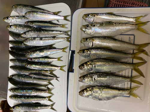 イワシの釣果