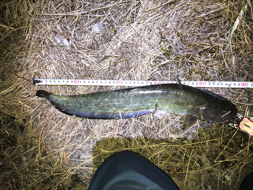 ナマズの釣果