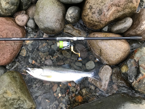 カラフトマスの釣果