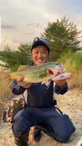 ブラックバスの釣果