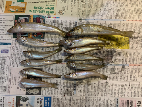 キスの釣果