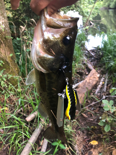 ラージマウスバスの釣果