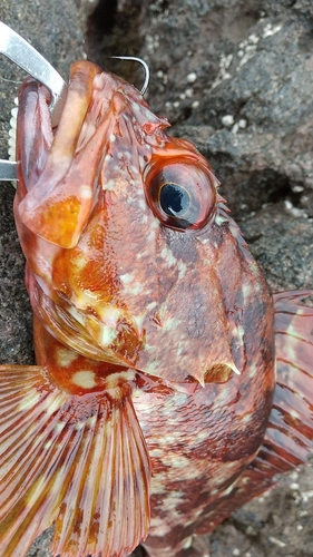 カサゴの釣果