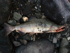 カラフトマスの釣果